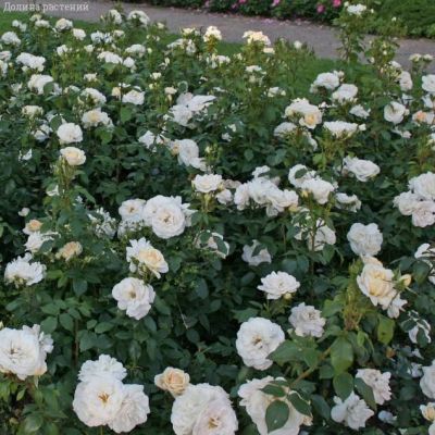 Роза Космос в горшке Роза Космос в горшке - Dolina-Sad.Ru