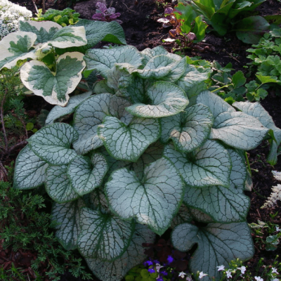 Бруннера Александерс Бруннера Александерс фото