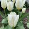Тюльпан Вайт Эмперор Тюльпан Вайт Эмперор - Dolina-Sad.Ru