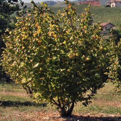 Лещина Тонда ди Джиффони Лещина Тонда ди Джиффони - Dolina-Sad.Ru