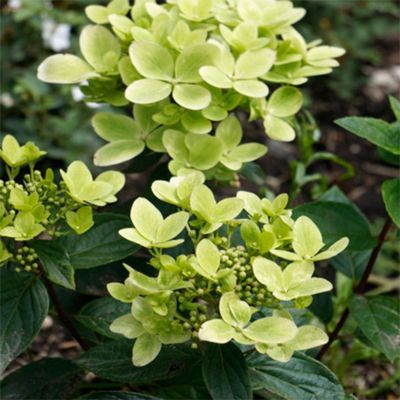 Гортензия метельчатая Пастель Грин, С3 Гортензия метельчатая Пастель Грин, С3 - Dolina-Sad.Ru