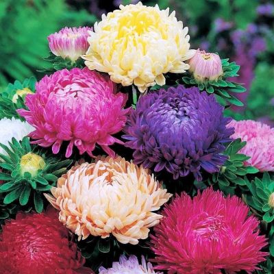 Астра Радостная пионовидная Смесь Астра Радостная пионовидная Смесь фото