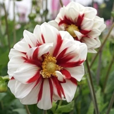 Георгина Лед и Пламя Георгина Лед и Пламя фото