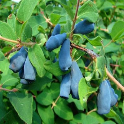 Жимолость Рич Жимолость Рич - Dolina-Sad.Ru