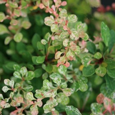 Барбарис Тунберга Келлерис, С3 Барбарис Тунберга Келлерис, С3 - Dolina-Sad.Ru