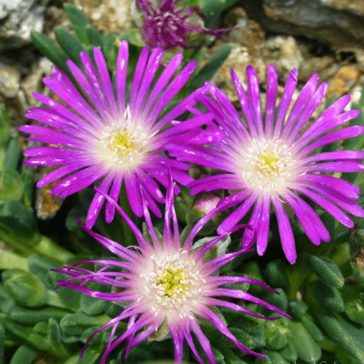 Делосперма Санделла Неон , Делосперма Санделла Неон , фото