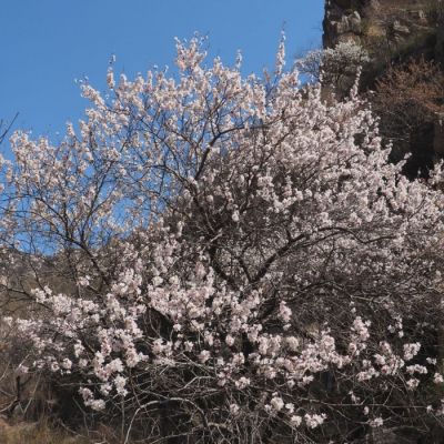 Абрикос Сибирский Абрикос Сибирский - Dolina-Sad.Ru