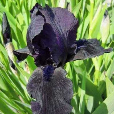 Ирис Блэк Вотч Ирис Блэк Вотч - Dolina-Sad.Ru