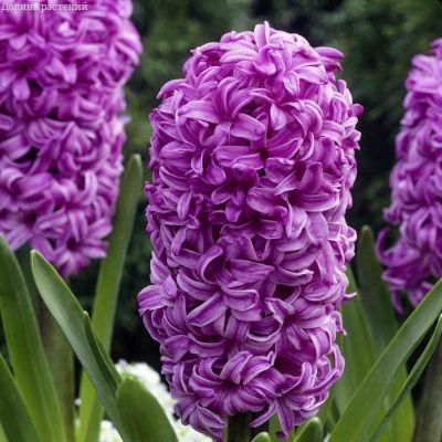 Гиацинт Перпл Сенсейшн Гиацинт Перпл Сенсейшн фото