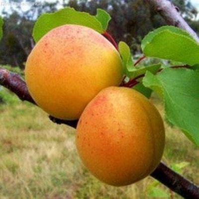 Абрикос Царский Абрикос Царский фото