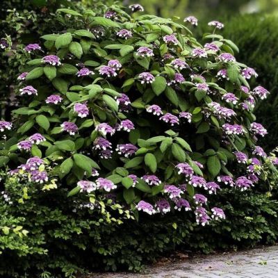 Гортензия шершавая Хот Шоколад, С3 Гортензия шершавая Хот Шоколад, С3 - Dolina-Sad.Ru