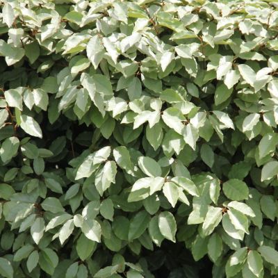 Лох Эббинга Компакта Лох Эббинга Компакта - Dolina-Sad.Ru