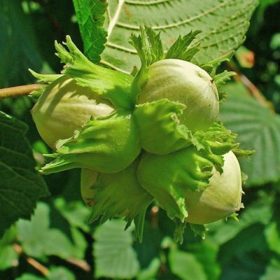 Лещина Тонда ди Джиффони Лещина Тонда ди Джиффони - Dolina-Sad.Ru