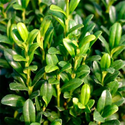 Падуб городчатый Фастигиата Падуб городчатый Фастигиата - Dolina-Sad.Ru