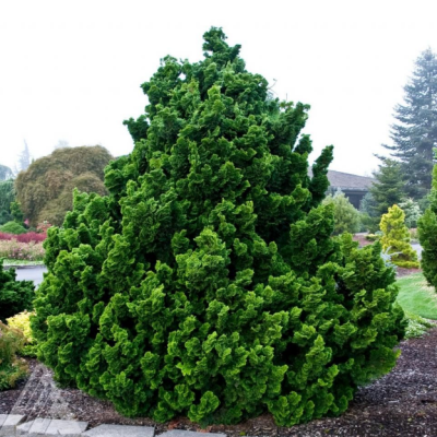 Кипарисовик туполистный Нана Грацилис Кипарисовик туполистный Нана Грацилис фото