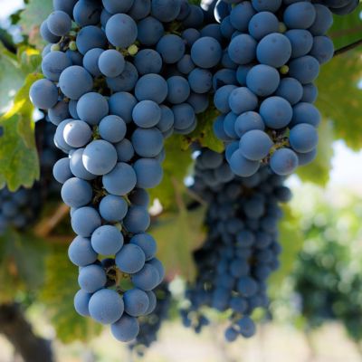 Виноград Аттика - Dolina-Sad.Ru