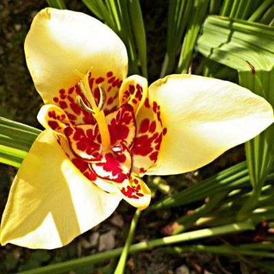 Тигридия Еллоу Тигридия Еллоу фото