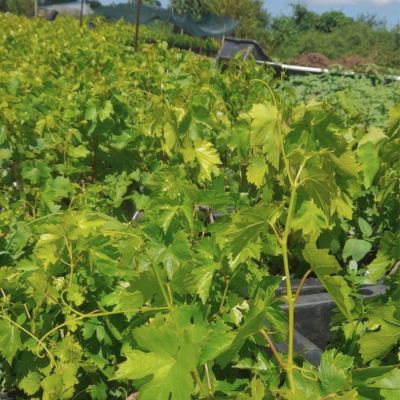 Виноград Анюта Виноград Анюта - Dolina-Sad.Ru