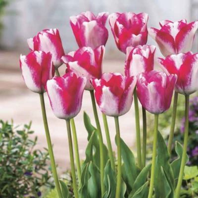 Тюльпан Мата Хари Тюльпан Мата Хари - Dolina-Sad.Ru