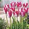 Тюльпан Мата Хари Тюльпан Мата Хари - Dolina-Sad.Ru