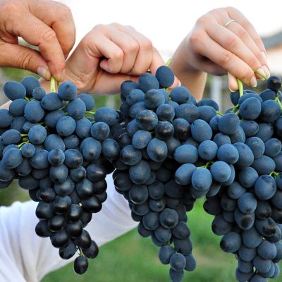 Виноград Молдова - Dolina-Sad.Ru