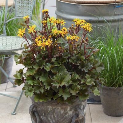 Бузульник Литтл Голден Рей Бузульник Литтл Голден Рей - Dolina-Sad.Ru