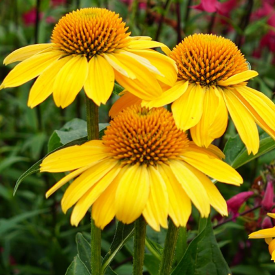 Эхинацея пурпурная Блейз Голден Еллоу Эхинацея пурпурная Блейз Голден Еллоу фото