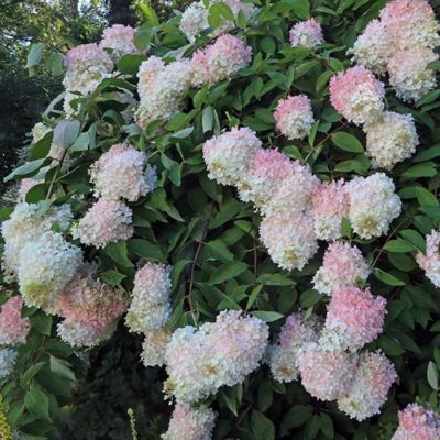 Гортензия метельчатая Грандифлора, С3 Гортензия метельчатая Грандифлора, С3 - Dolina-Sad.Ru
