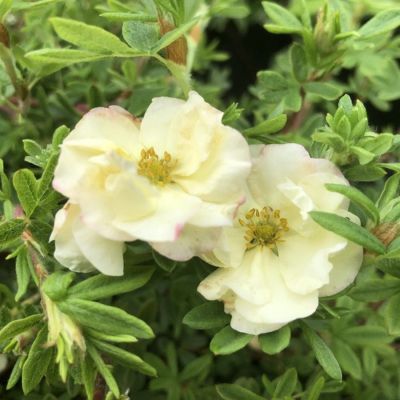 Лапчатка кустарниковая Дабл Панч Крим - Dolina-Sad.Ru