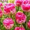 Тюльпан Ап Пинк Тюльпан Ап Пинк фото
