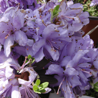 Рододендрон плотный фото