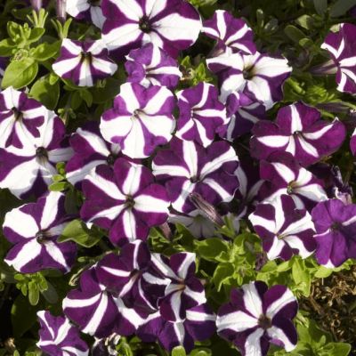 Петуния ампельная Лавина синяя звезда F1 Петуния ампельная Лавина синяя звезда F1 фото