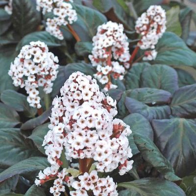 Бадан Бах - Dolina-Sad.Ru