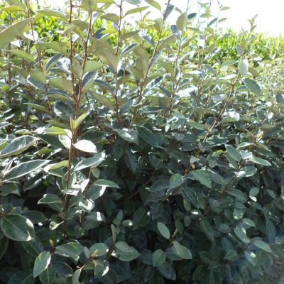 Лох Эббинга Компакта Лох Эббинга Компакта - Dolina-Sad.Ru