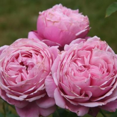 Роза Респберри Коктейль Роза Респберри Коктейль - Dolina-Sad.Ru