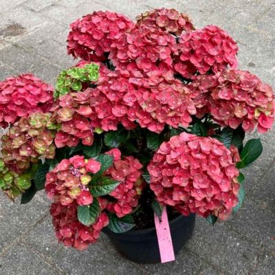 Гортензия крупнолистная Ребелион Чоко Лав - Dolina-Sad.Ru