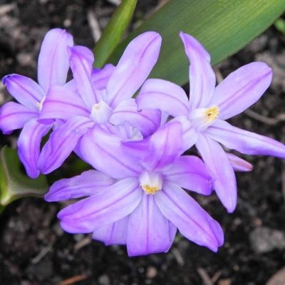 Хионодокса Виолет Бьюти Хионодокса Виолет Бьюти фото