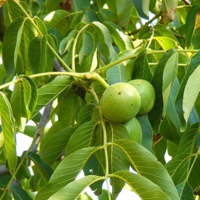 Орех Грецкий Юбилейный Орех Грецкий Юбилейный фото