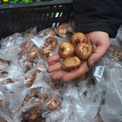 Гладиолус Кир Роял Гладиолус Кир Роял - Dolina-Sad.Ru