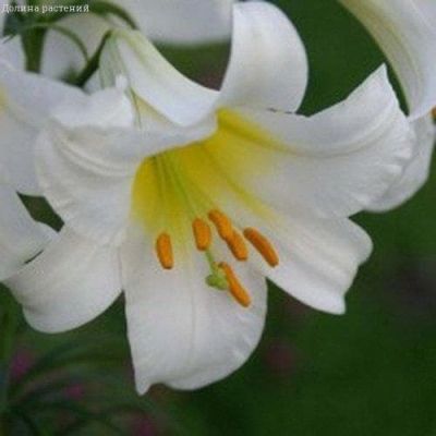 Лилия Уайт Триумф Лилия Уайт Триумф фото