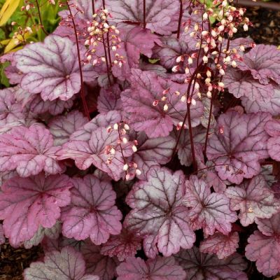 Гейхера Шуга Плам Гейхера Шуга Плам - Dolina-Sad.Ru