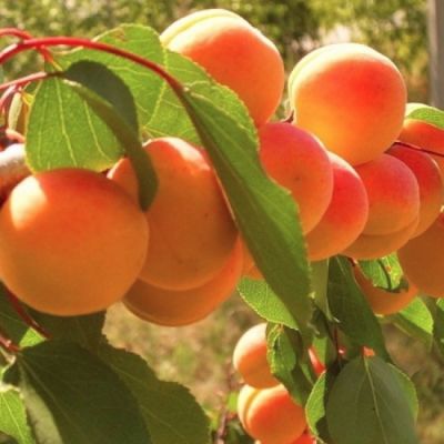 Абрикос Выносливый Абрикос Выносливый - Dolina-Sad.Ru