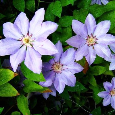 Клематис Балтик Клематис Балтик фото