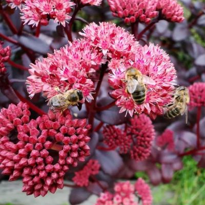 Седум Амбер Ред , P9 Седум Амбер Ред , P9 фото