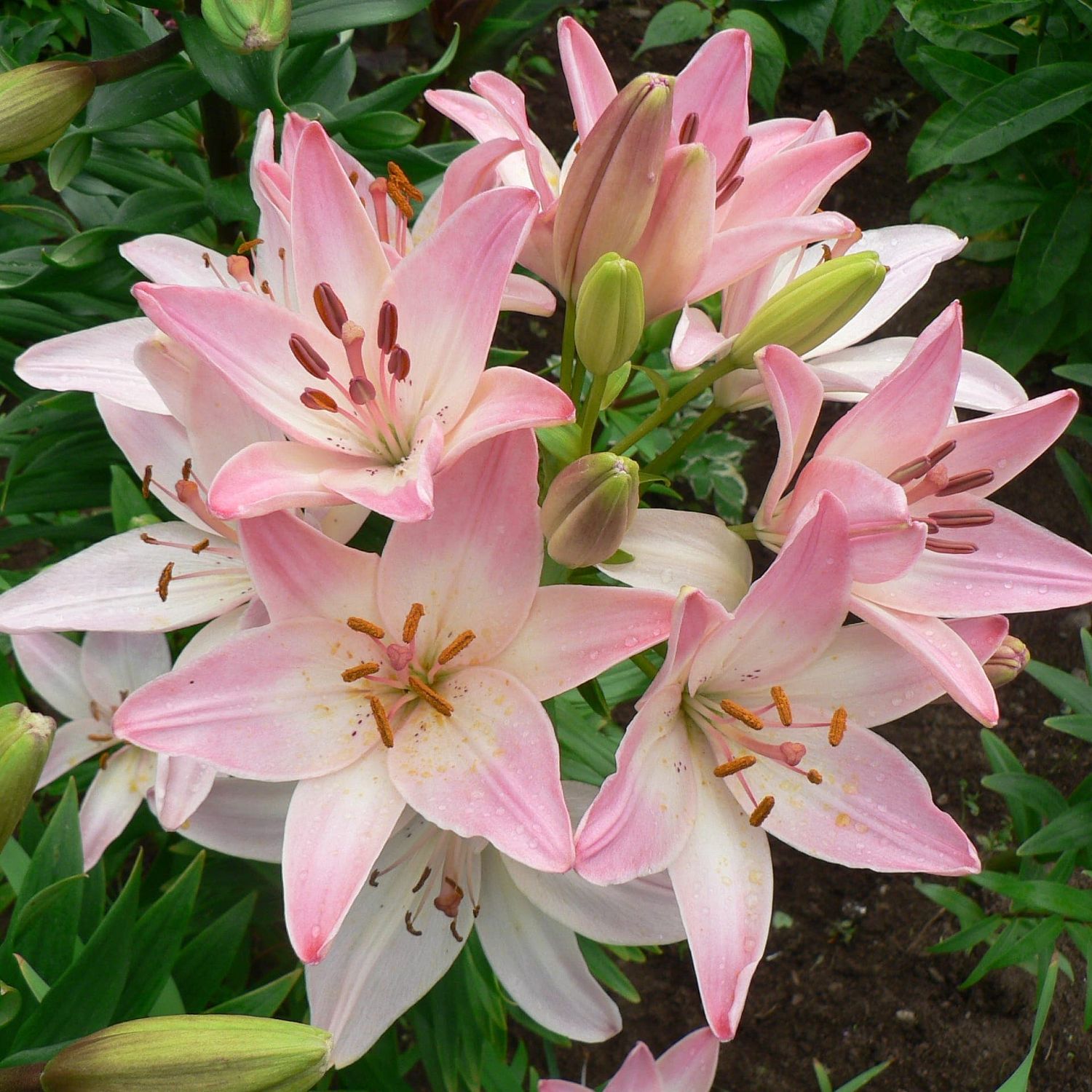 Лилия Марлене Лилия Марлене фото