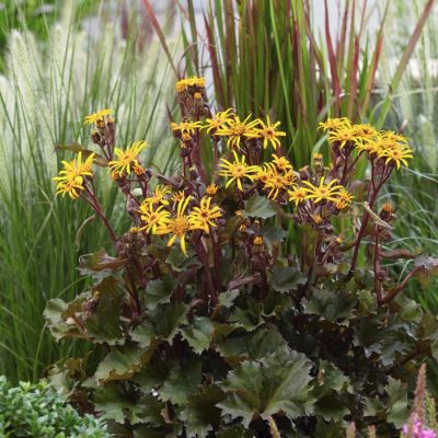 Бузульник Литтл Голден Рей Бузульник Литтл Голден Рей - Dolina-Sad.Ru