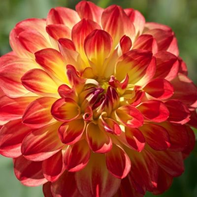 Георгина Флорианд - Dolina-Sad.Ru