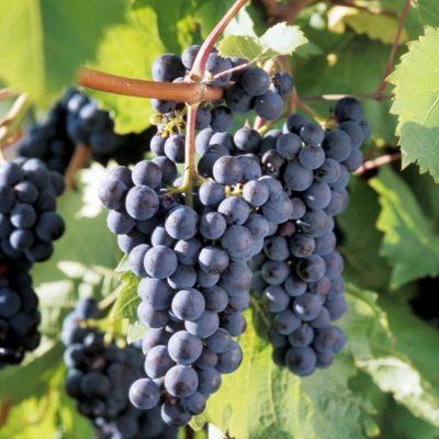 Виноград Экспресс ранний Виноград Экспресс ранний фото