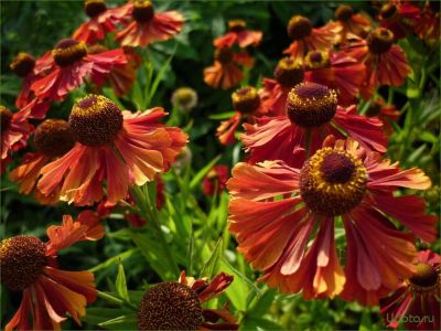 Гелениум Меранти Гелениум Меранти - Dolina-Sad.Ru