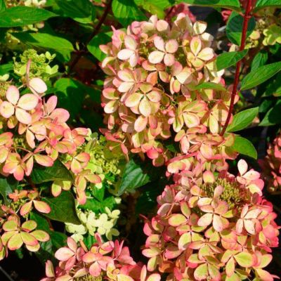 Гортензия метельчатая Пастель Грин, С3 Гортензия метельчатая Пастель Грин, С3 - Dolina-Sad.Ru